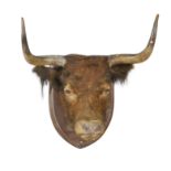 Of Taymouth Castle Interest: A Highland cow head