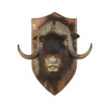 Of Taymouth Castle Interest: A Musk Ox head