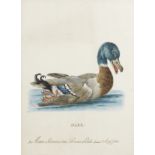 Attributed to Saverio Manetti (Tuscany 1723-1784) 'Anatra Salvatica detta Germano Reale' (with tw...