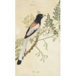 An Indian Jay Calcutta, circa 1820-30