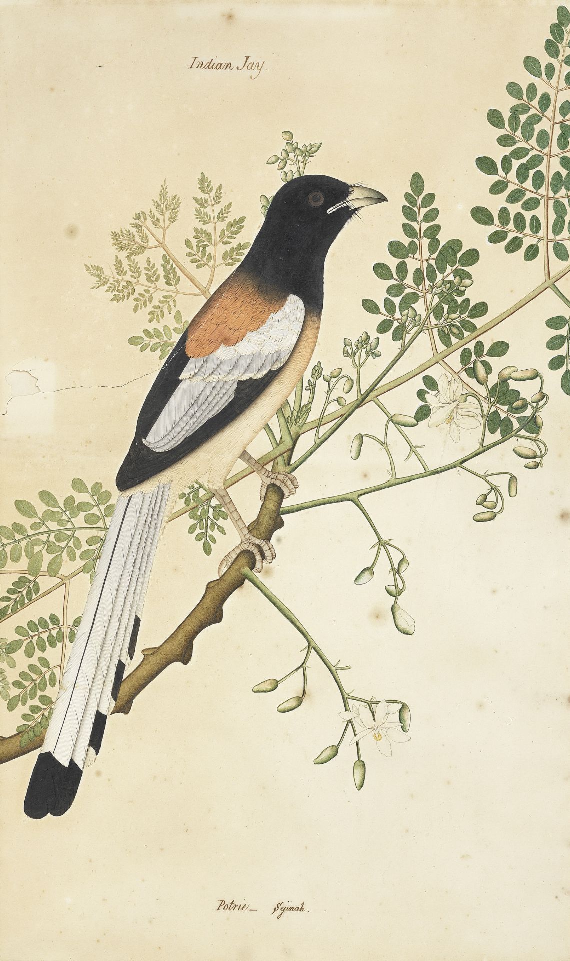 An Indian Jay Calcutta, circa 1820-30