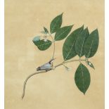 A study of a bird perched on the branch of a flowering plant Company School, Calcutta, late 18th/...