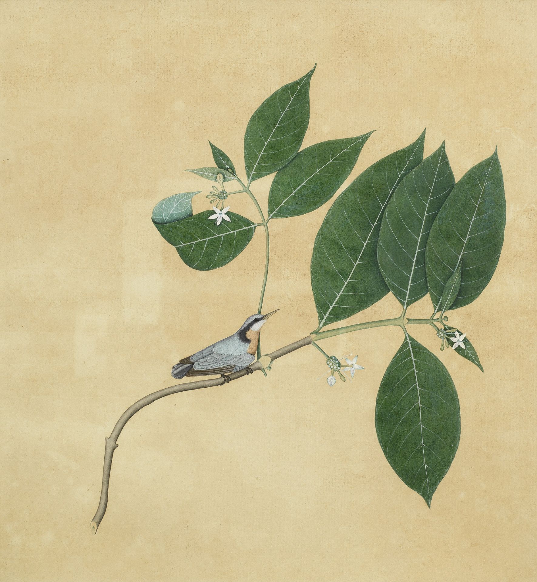 A study of a bird perched on the branch of a flowering plant Company School, Calcutta, late 18th/...