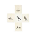 Ten studies of birds, including hoopoes, a parrot, and two pairs of wading birds Calcutta, circa ...