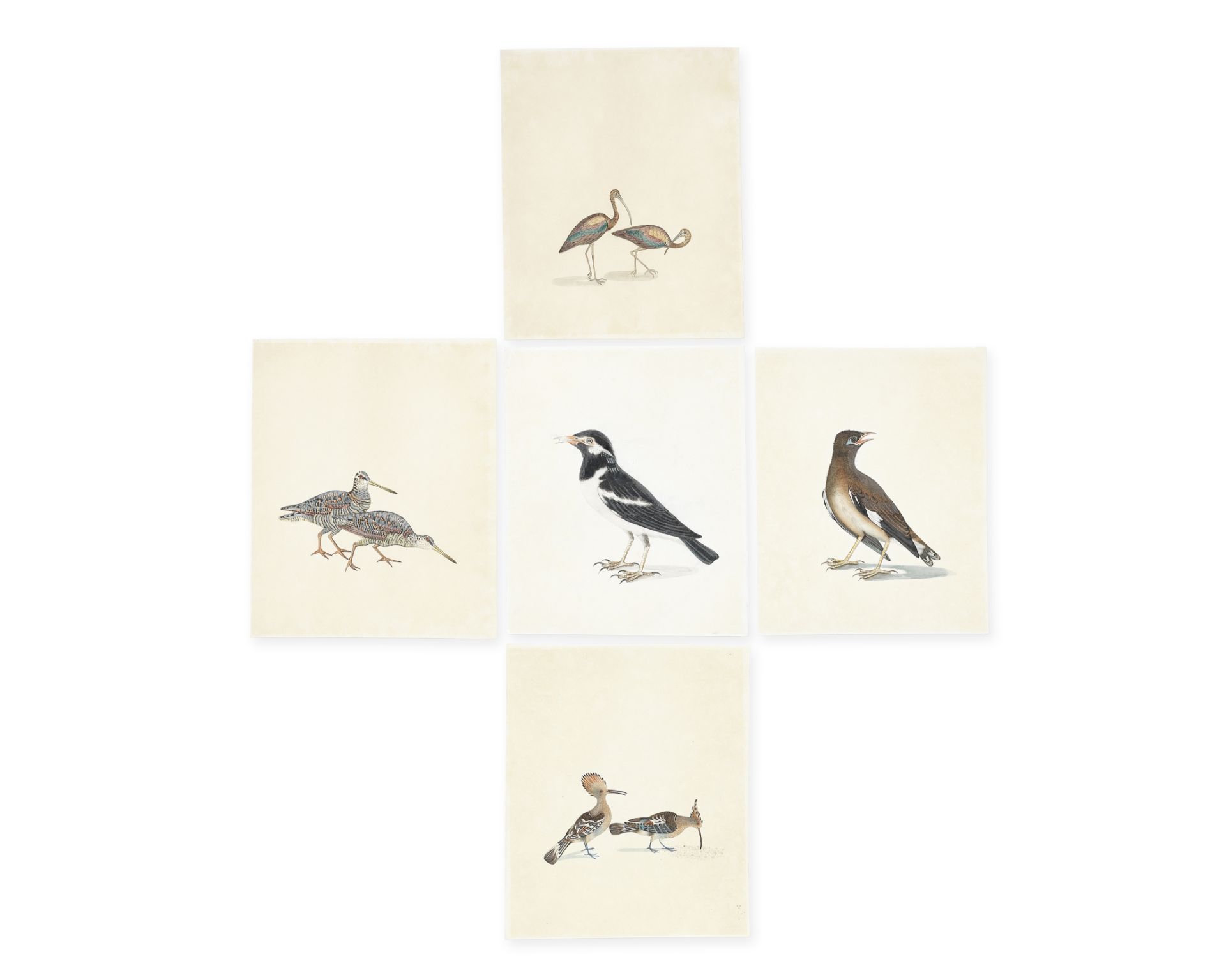 Ten studies of birds, including hoopoes, a parrot, and two pairs of wading birds Calcutta, circa ...