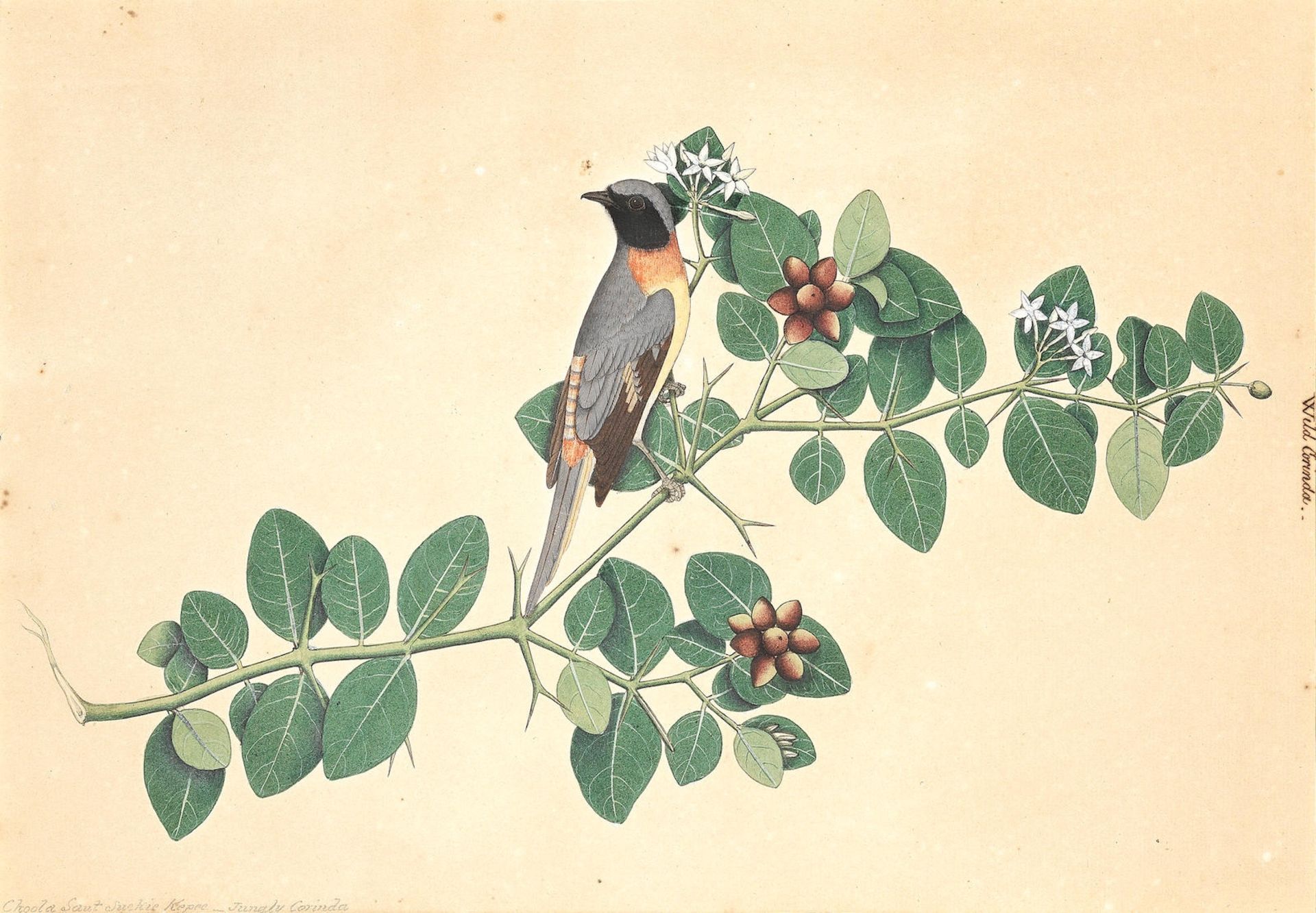 A wild corinda perched on a flowering branch Calcutta, circa 1820-30