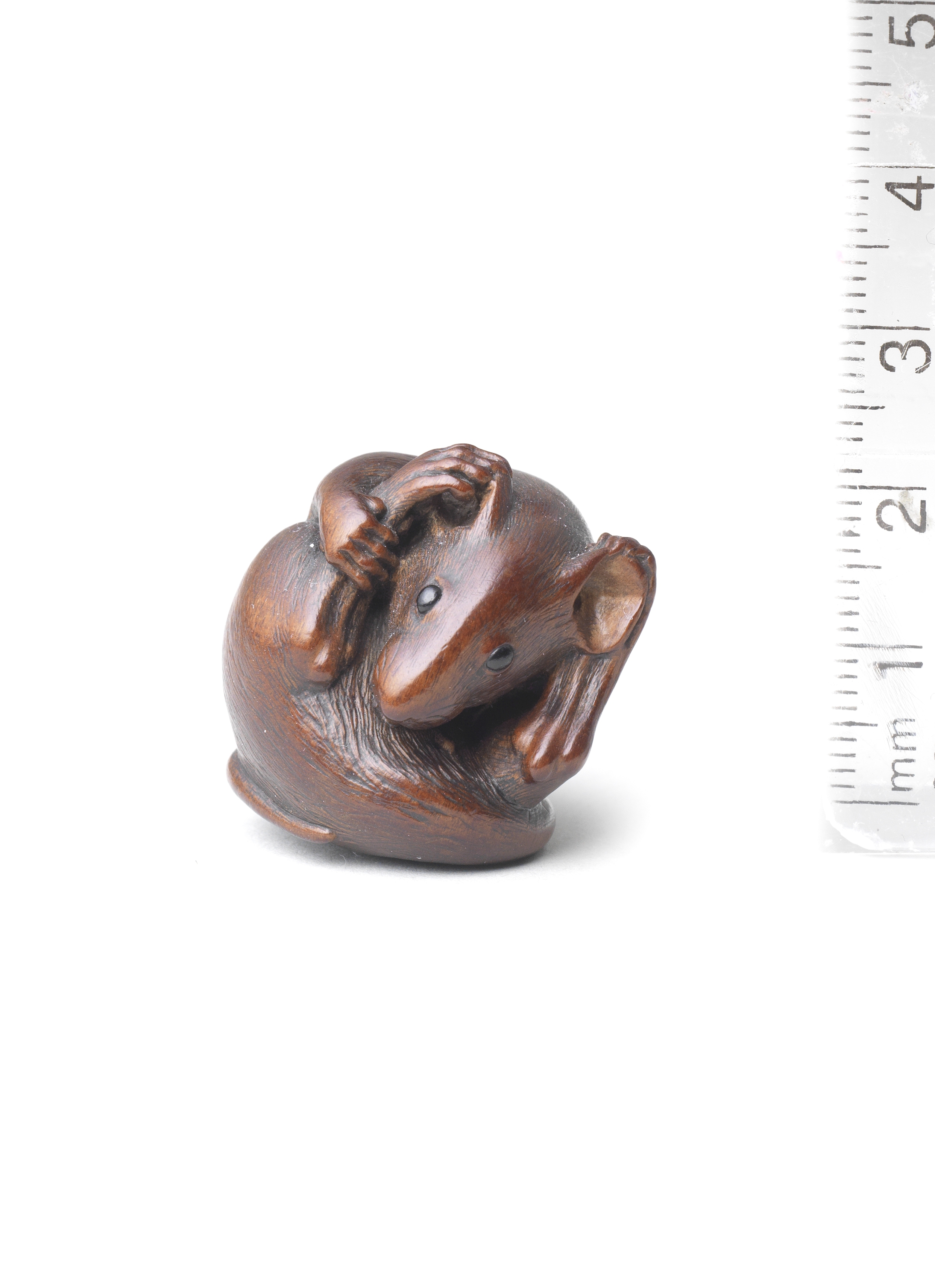 A wood netsuke of a coiled rat By Nobuyoshi, mid-late 19th century