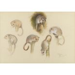 Archibald Thorburn (British, 1860-1935) Studies of field mice