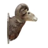 A Taxidermy European Mouflon head