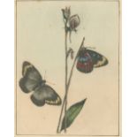 LEWIN (JOHN WILLIAM) A Natural History of the Lepidopterous Insects of New South Wales. Collected...