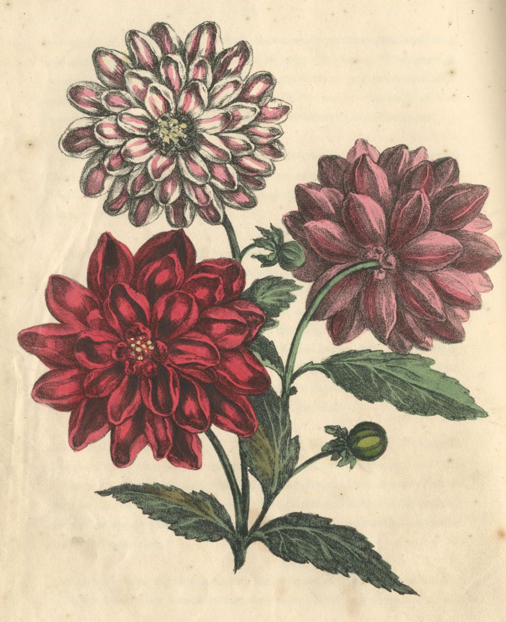 WHITTOCK (NATHANIEL) The Art of Drawing and Colouring from Nature, Flowers, Fruit and Shells... A...