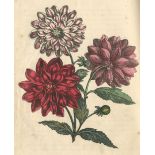 WHITTOCK (NATHANIEL) The Art of Drawing and Colouring from Nature, Flowers, Fruit and Shells... A...