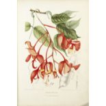 HOOLA VAN NOOTEN (BERTHE) Fleurs, fruits et feuillages choisies de l'Ile de Java peints d'apr&#23...