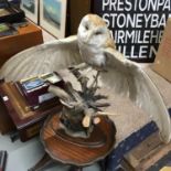 Antique taxidermy barn owl perched on a driftwood branch. Measures 54cm in height