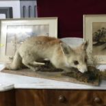 Antique taxidermy fox on terrain stand.