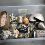 A Box containing a lot of old shells and coral pieces.