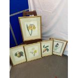 A Lot of 5 original flower prints after P.J.Redoute.