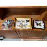 Taxidermy butterflies specimen framed. Three items.