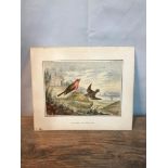 An original 19th century watercolour titled 'Cock Robin & Jenny Wren' signed CAM.V. [20X24CM]
