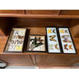 Taxidermy Butterfly specimens framed. Four lots.