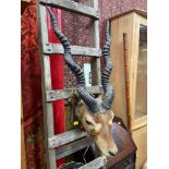 Antique Taxidermy antelope head mounted on a wooden shield plaque