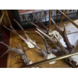 Five pairs of deer antlers