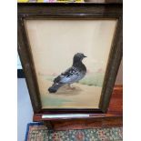 Antique Taxidermy watercolour of a pigeon. Made from feathers and finished with a watercolour