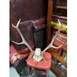 A pair of Four pointer antlers