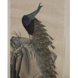 A 20th Century Oriental Print of PeacockSigned on laid paper in mount51(H) x 33.5(W) cm