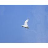 A Mounted Print of a Seagull and A Pack of Four Thank You NotesAngry Bird, Black DogSigned