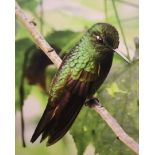 Two unframed photographed prints of birds on card Pelican