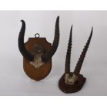 Two small antlers set on mounts