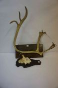 Set of Wall Mounting Antlers, stamped Fagerdal March 1953 to oak plinth, also with a wall mounting