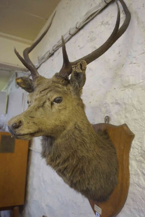 Taxidermy Stags Head, With five point antlers, Having a plaque titled Corriehallie 1932, Raised on a - Image 3 of 4