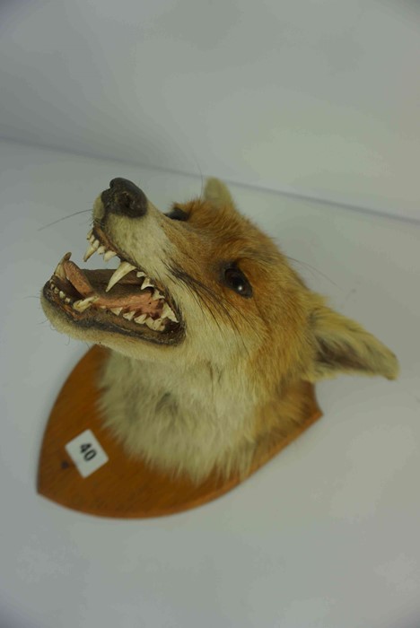 Taxidermy Fox Head, Approximately 23cm high, Raised on a wall mounting plinth - Image 2 of 11