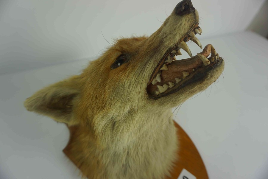 Taxidermy Fox Head, Approximately 23cm high, Raised on a wall mounting plinth - Image 4 of 11