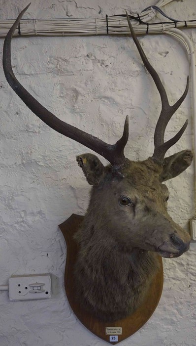 Taxidermy Stags Head, With five point antlers, Having a plaque titled Corriehallie 1932, Raised on a - Image 2 of 4