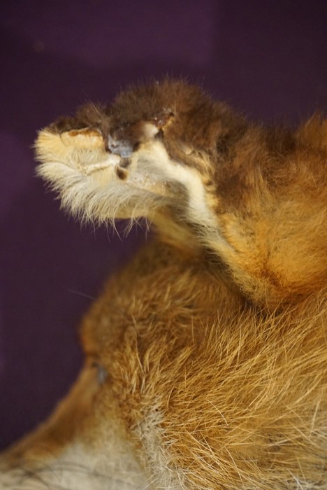 Taxidermy Fox Head, With plaque titled S.S.H, 23.2.32, Raised on a wall mounting oak plinth, - Image 6 of 10