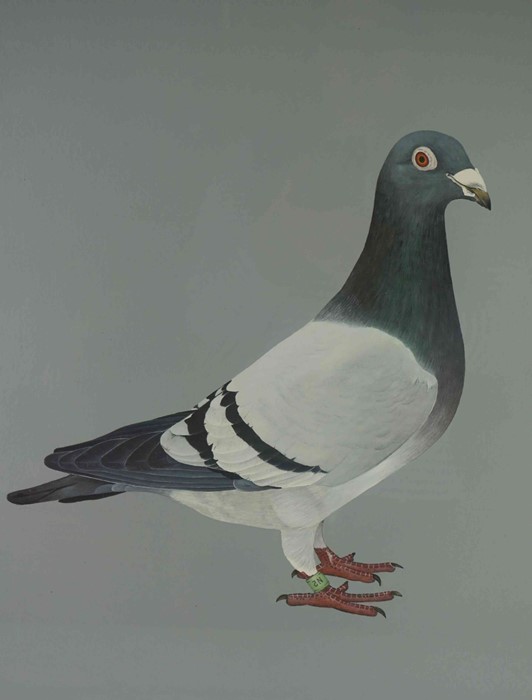 Audrey Lawrence Johnson "Charter Flight" Racing Pigeon, Watercolour, Signed in Pencil, 44cm x 37.