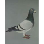 Audrey Lawrence Johnson "Charter Flight" Racing Pigeon, Watercolour, Signed in Pencil, 44cm x 37.