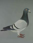 Audrey Lawrence Johnson "Charter Flight" Racing Pigeon, Watercolour, Signed in Pencil, 44cm x 37.