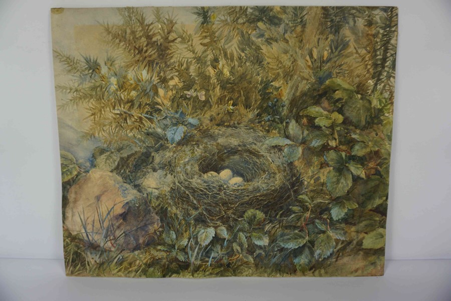 British School (19th century) "Birds Nest with Eggs" Watercolour, Signed indistinctly and Dated 1876 - Image 2 of 3