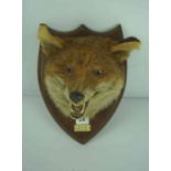 Taxidermy Fox Head, With plaque titled S.S.H, 23.2.32, Raised on a wall mounting oak plinth,