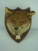 Taxidermy Fox Head, With plaque titled S.S.H, 23.2.32, Raised on a wall mounting oak plinth,
