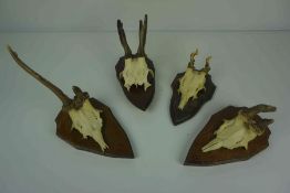 Twelve Assorted Skulls with Antlers, Raised on wall mounting plinths, Various sizes, (12)