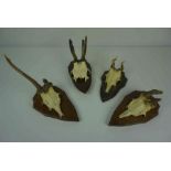 Twelve Assorted Skulls with Antlers, Raised on wall mounting plinths, Various sizes, (12)