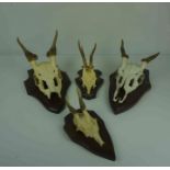 Twelve Assorted Skulls with Antlers, Raised on wall mounting plinths, Various sizes, (12)