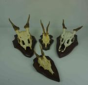 Twelve Assorted Skulls with Antlers, Raised on wall mounting plinths, Various sizes, (12)