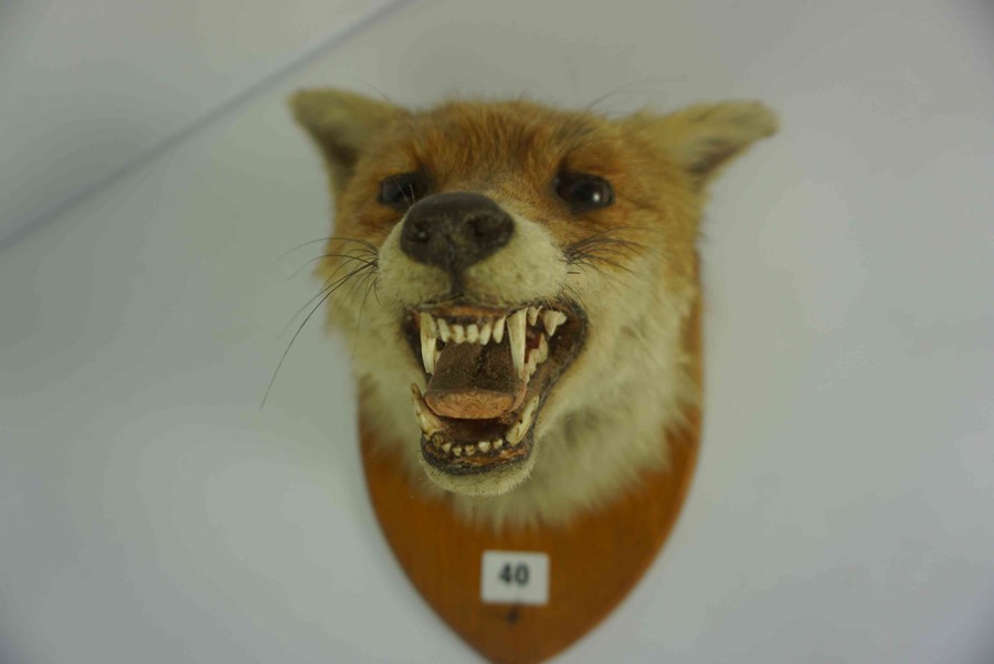 Taxidermy Fox Head, Approximately 23cm high, Raised on a wall mounting plinth