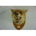 Taxidermy Fox Head, Approximately 23cm high, Raised on a wall mounting plinth